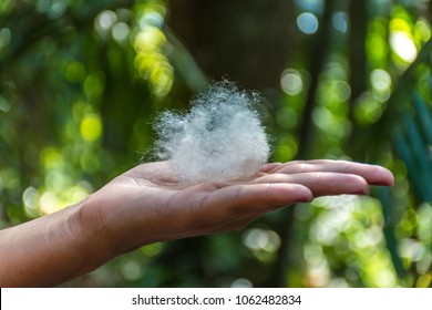 Hand Holding A Packet Of Cotton With Seed To The Fallen Center Of The Cotton