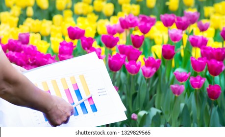 Tulip Chart