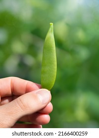 Hand Holding Pea Pod In Front Of Defocused Plant Foliage. First Pea Pod Picked From Organic Rooftop Garden. Harvest Season. Sugar Pea, Snap Pea Or Pisum Sativum Var Plant. Selective Focus On Pod.