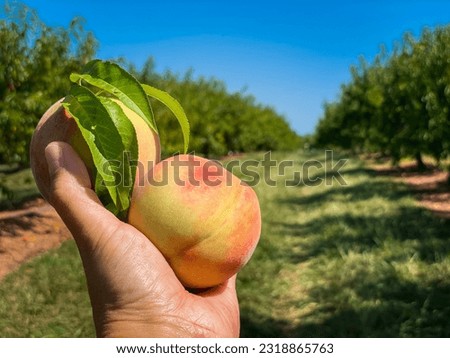 Hand holding peaches in orchard.