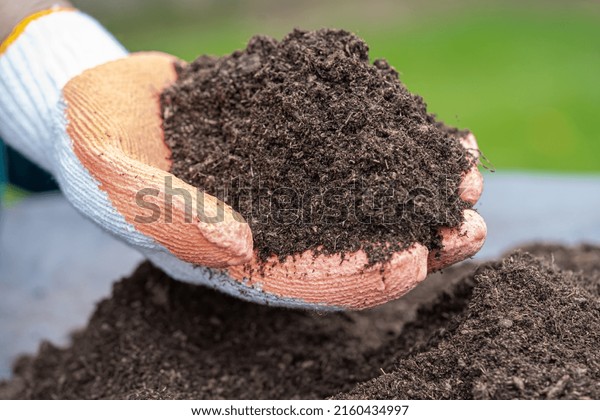 Hand holding peat\
moss organic matter improve soil for agriculture organic plant\
growing, ecology concept.