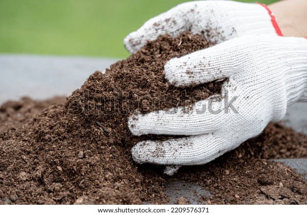 Hand holding peat\
moss organic matter improve soil for agriculture organic plant\
growing, ecology concept.