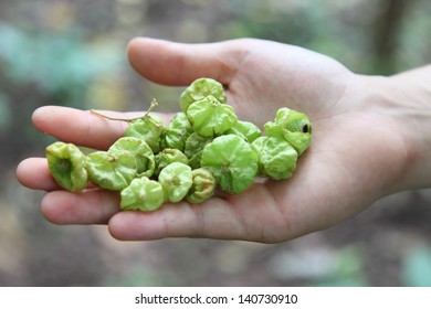 hand holding a piece of green leaf - Shutterstock ID 140730910