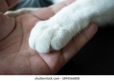 Hand Holding A Pile Of Cat Hair Loss With Blur White Cat ,people With Allergy From Hair Cat And Health Care Concept