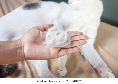 Hand Holding A Pile Of Cat Hair Loss With Blur White Cat Sleeping On Bed In Background ,people With Allergy From Hair Cat And Health Care Concept 