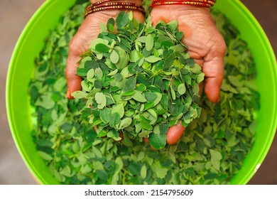 Hand Holding Pile Of Drumstick Leaves