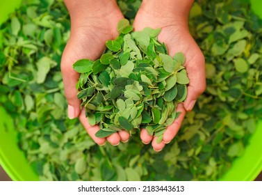 Hand Holding Pile Of Drumstick Leaves	
