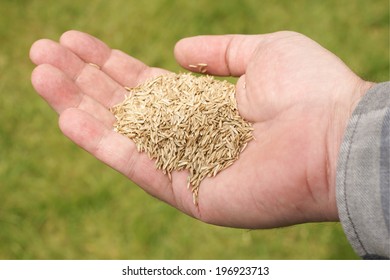 Hand Holding A Pile Of Grass Seed Against A Defocussed Lawn Background