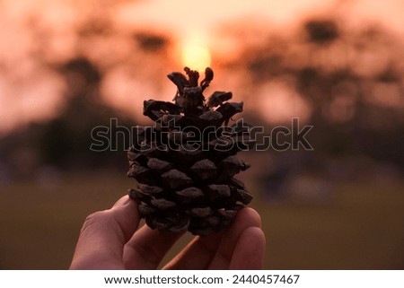 A hand is holding a Pine cones, Sunset background.