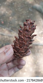 Hand Holding Pine Tree Fruit On Blur Background