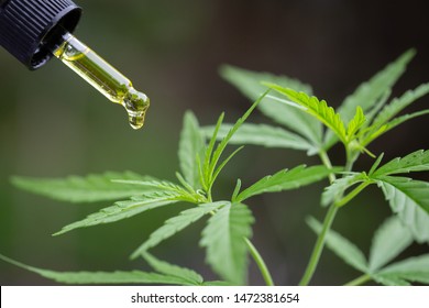 Hand holding Pipette with cannabis oil against Cannabis plant, CBD Hemp oil, medical marijuana oil concept