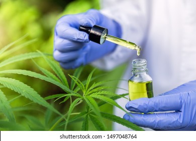 Hand holding Pipette with cannabis oil against Cannabis plant, CBD Hemp oil, medical marijuana oil concept