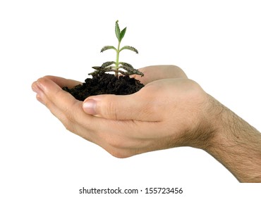 Hand Holding A Plant, Giving Meaning Of Environmental Stewardship