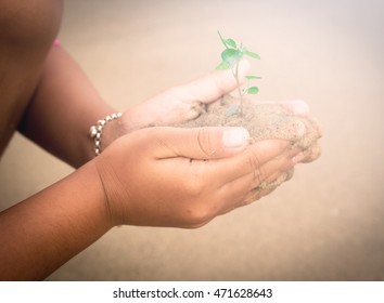 Hand Holding A Plant, Giving Meaning Of Environmental Stewardship

