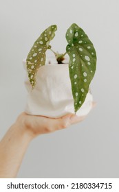 Hand Holding A Polkadot Begonia Plant