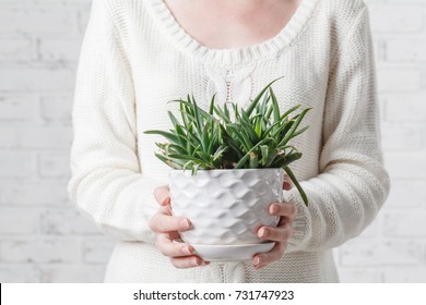 Hand Holding Pot Of Succulent Plant