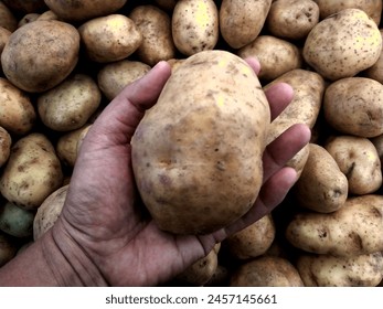 Hand holding up a potatoes, with a blurred a bunch of potatoes as a background. Fresh vegetables on a stall. - Powered by Shutterstock