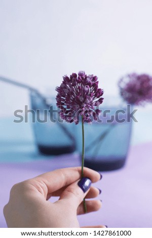 Similar – Allium isolated on white background