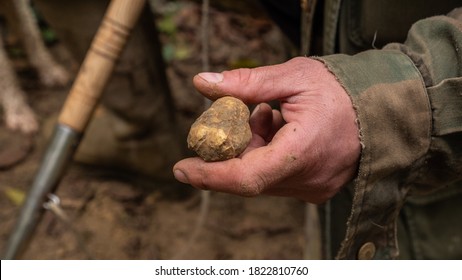 Hand holding a rare white truffle mushroom just found in the forest
