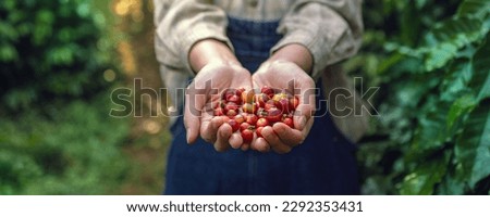 hand holding raw coffee red bean  In farm
