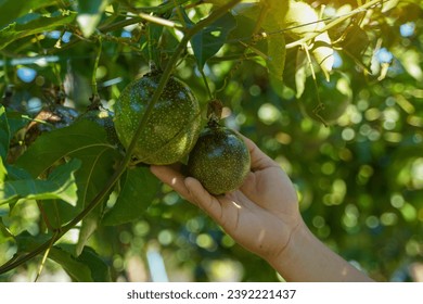 Hand holding raw passion fruit on the tree. The passion fruit has an oval shape, a thick, oily rind. There are many seeds inside the fruit. It is a healthy fruit with high fiber content.               - Powered by Shutterstock