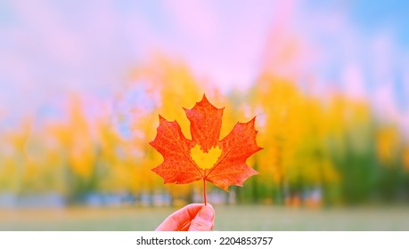 Hand Holding Red Autumn Heart Shape Maple Dry Leaf Closeup. Beauty In Park. Nature Change Mood. Gold Tree Yellow Orange Sunny Color. Pov View Up Blue Sky Hello First Fall Season Day Happy Life Concept