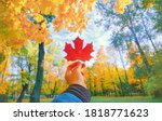 Hand holding red autumn leaf closeup. Maple fall leaves in park. Hello october concept. Nature change mood. Yellow sunny forest on orange color background. Pov view up blue sky. Happy gold tree season