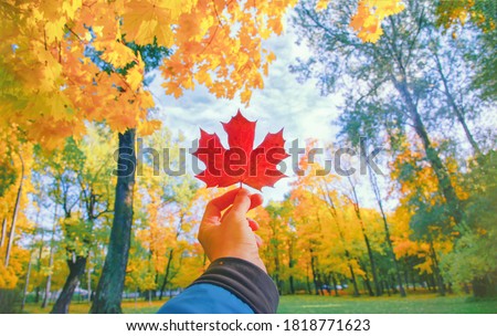 Hand holding red autumn leaf closeup. Maple fall leaves in park. Hello october concept. Nature change mood. Yellow sunny forest on orange color background. Pov view up blue sky. Happy gold tree season