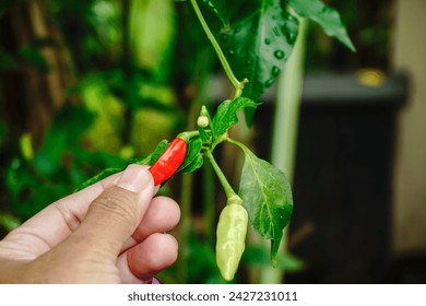 Hand holding red chili padi fruit. Chili padi is extremely hot and spicy. Selective focus