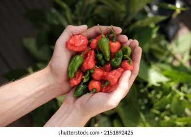 Hand Holding Red Chili Peppers. Devils Tongue Chili.