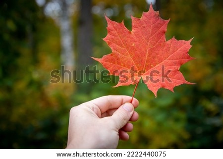 Hand holding a red maple leaf