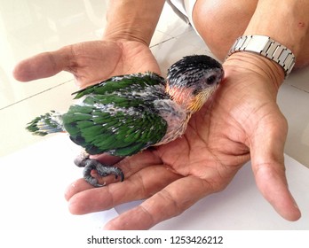 Hand Holding Red Shouldered Macaw (Diopsittaca Nobilis) Or Hahn Macaw Parrot Chick.