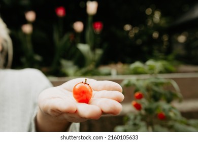 Hand Holding Red Tomato Outside In The Garden. Fresh Red Cherry Tomato In The Hand As An Unrecognizable Woman Is Holding Up A Home Grown Cherry Tomato. 