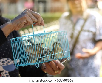 hand holding release bird , soft focus.
