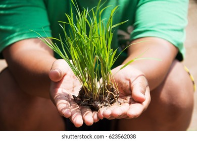 Hand Holding Rice Plant At Sunny Day. Subject Is Blurred