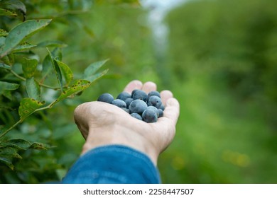 Hand holding ripe blueberries among blueberry bush at end of the season.  - Shutterstock ID 2258447507
