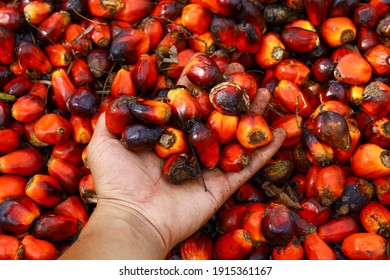 a hand holding ripped oil palm fruit