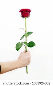 Hand Holding Rose Flower Isolated On White Background