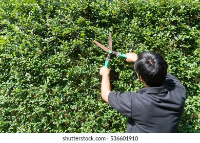 Hand Holding Scissors, Cut Grass, Cutting Plant Overhead.