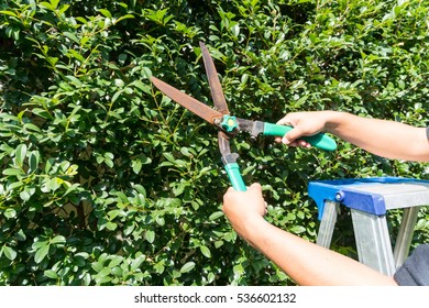 Hand Holding Scissors, Cut Grass, Cutting Plant Overhead.