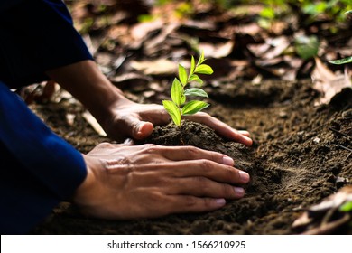 Hand Holding Seed Tree (Bidara) In Bag For Planting Into Soil