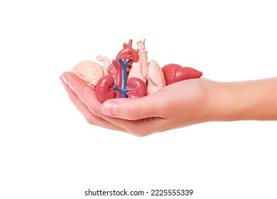 Hand holding a set of miniature toy human organs isolated on white background. Organ donation related concept.