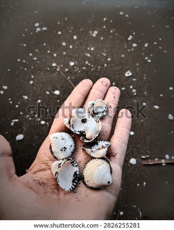 A hand holding several small seashells. The shells are mostly white and have beautiful ridged patterns and different shapes. Some of them are covered with a little sand and dirt. The hand is wet and sandy, while the background appears to be a dark sandy beach scattered with many small pieces of shells. The image gives a natural and peaceful impression of collecting seashells by the seaside.

Pemalang, Central Java, Indonesia. 11 August 2026