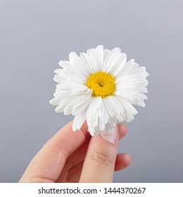 Hand Holding A Shasta Daisy