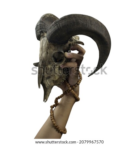 hand holding sheep skull on white background side view