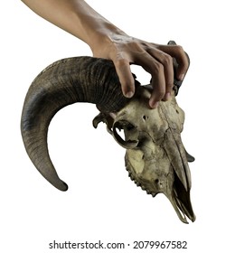 hand holding a sheep's skull at the top on a white background
