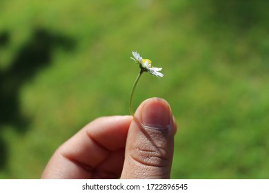 Hand holding a single daisy. The isolated flower is hand picked from a garden