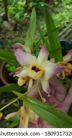 A Hand Holding Single Flower