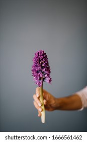 Hand Holding Single Purple Hyacinth Flower On The Grey Wall Background, Close Up View