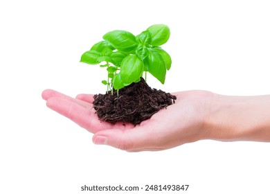 Hand holding small basil plant with roots and soil isolated on white. Eco-friendly gardening practices concept. - Powered by Shutterstock